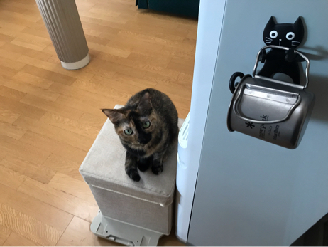 黒猫コップ ウォーターサーバー 猫が来た ー子猫の飼い方ー 黒猫コップ ウォーターサーバー 猫が来た ー子猫の飼い方ー