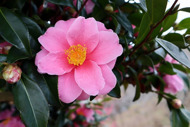 a0242438_21224979.jpg