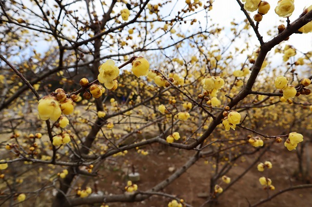 a0242438_21231225.jpg