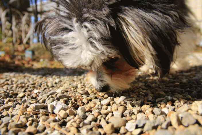 c0145250_16115912.gif