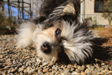 c0145250_16122447.gif