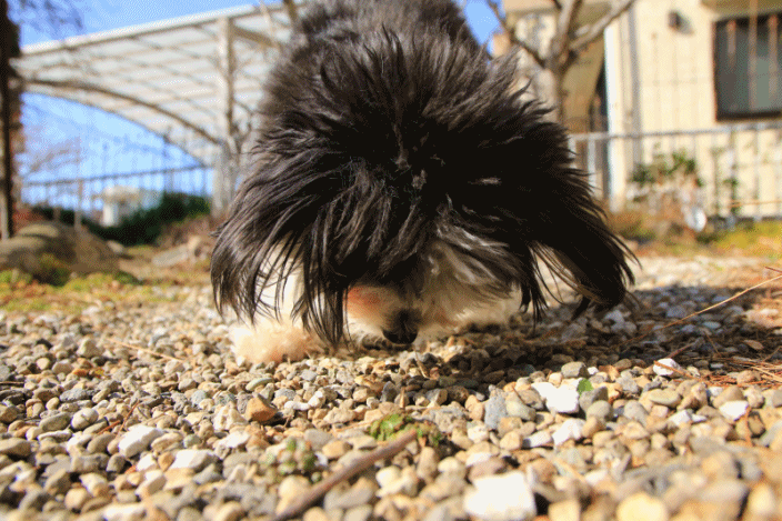 c0145250_16174757.gif
