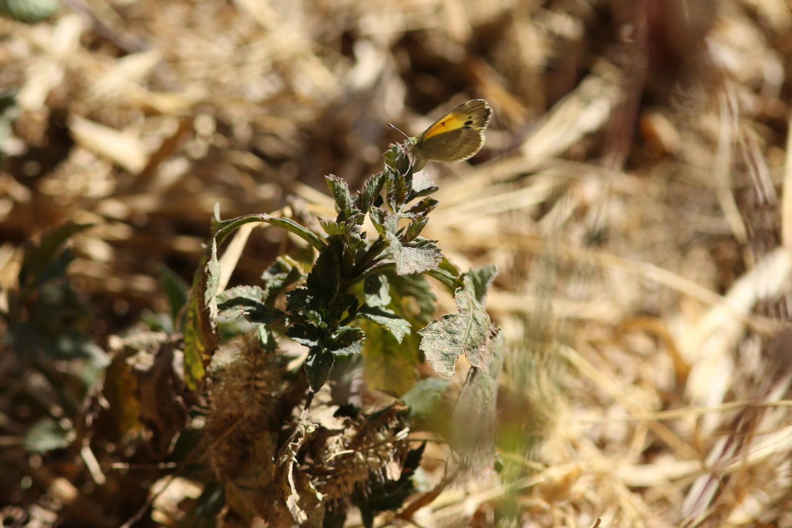 f0345350_16383267.jpg