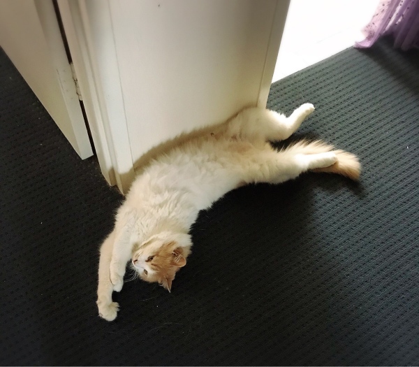 f0304452_19202232.jpeg