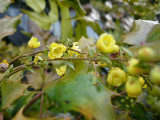 c0043055_11354737.jpg