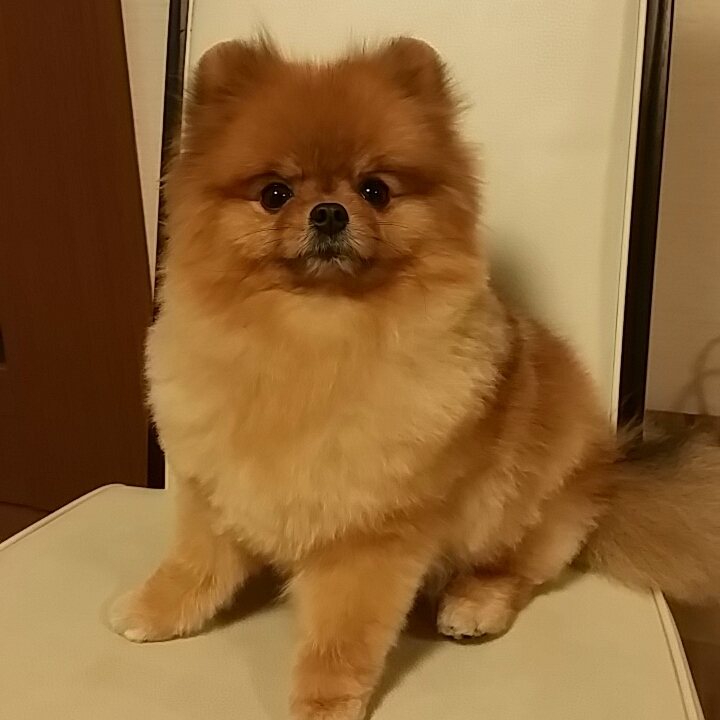 里帰り_b0328361_19372724.jpg