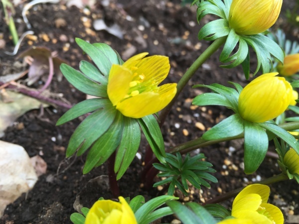 黄花節分草 キバナセツブンソウ 花と香りと そして雲