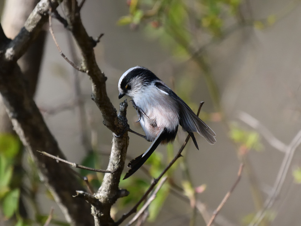 2019 02 05 近見山の野鳥_a0143491_21174248.jpg