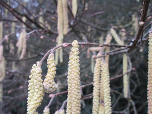 ヘーゼルナッツの雌花が咲き始めた フランス Bons Vivants Des Marais