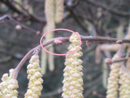 ヘーゼルナッツの雌花が咲き始めた フランス Bons Vivants Des Marais