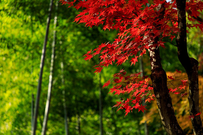 京の紅葉2018　艶秋・常寂光寺_f0155048_23232748.jpg