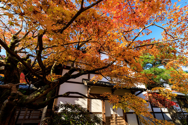 京の紅葉2018　艶秋・常寂光寺_f0155048_23264937.jpg