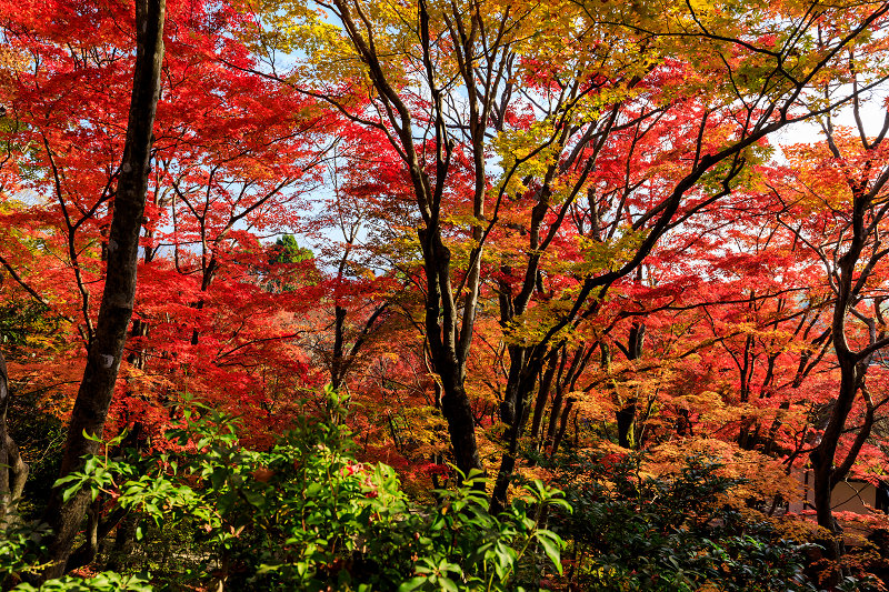 京の紅葉2018　艶秋・常寂光寺_f0155048_23272577.jpg