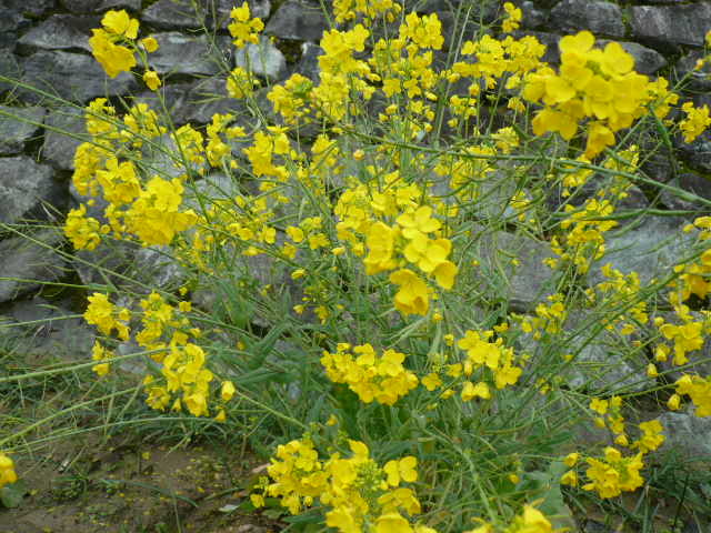 c0043055_10175137.jpg