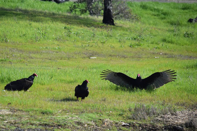 Turkey vulture - Corte Madera Creek_b0369375_06384801.jpg