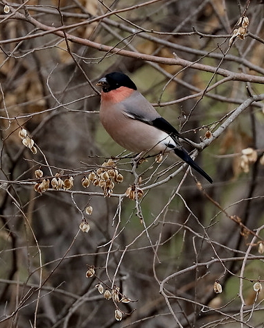 冬鳥ウソ-Ⅰ_b0227680_10040188.jpg