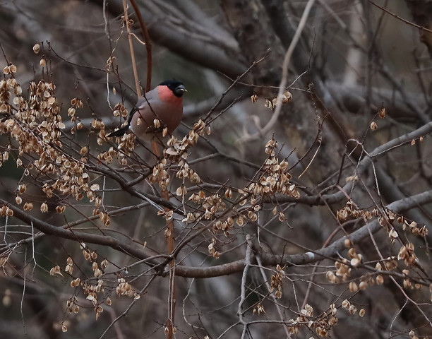 冬鳥ウソ-Ⅱ_b0227680_11413667.jpg