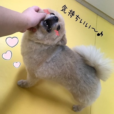 なでなで、大好き_f0357682_14183276.jpg