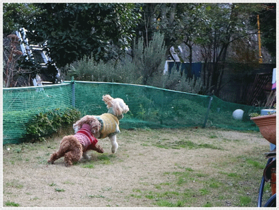 b0175688_20000115.gif