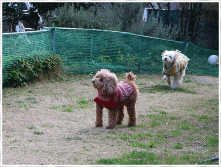 b0175688_20000686.gif