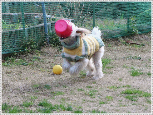 b0175688_20001029.gif
