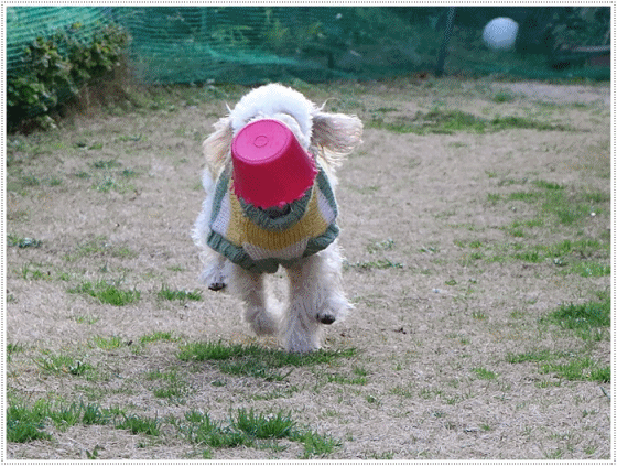 b0175688_20001447.gif