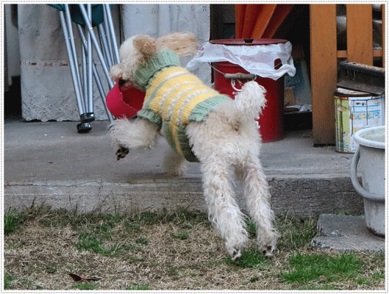 b0175688_20001972.gif