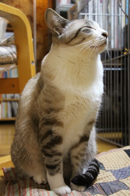 幸せだニャ~_a0333195_09315247.jpg