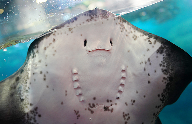 新江ノ島水族館はバレンタイン　セクシーなハコフグちゃん　_b0145398_22235366.jpg