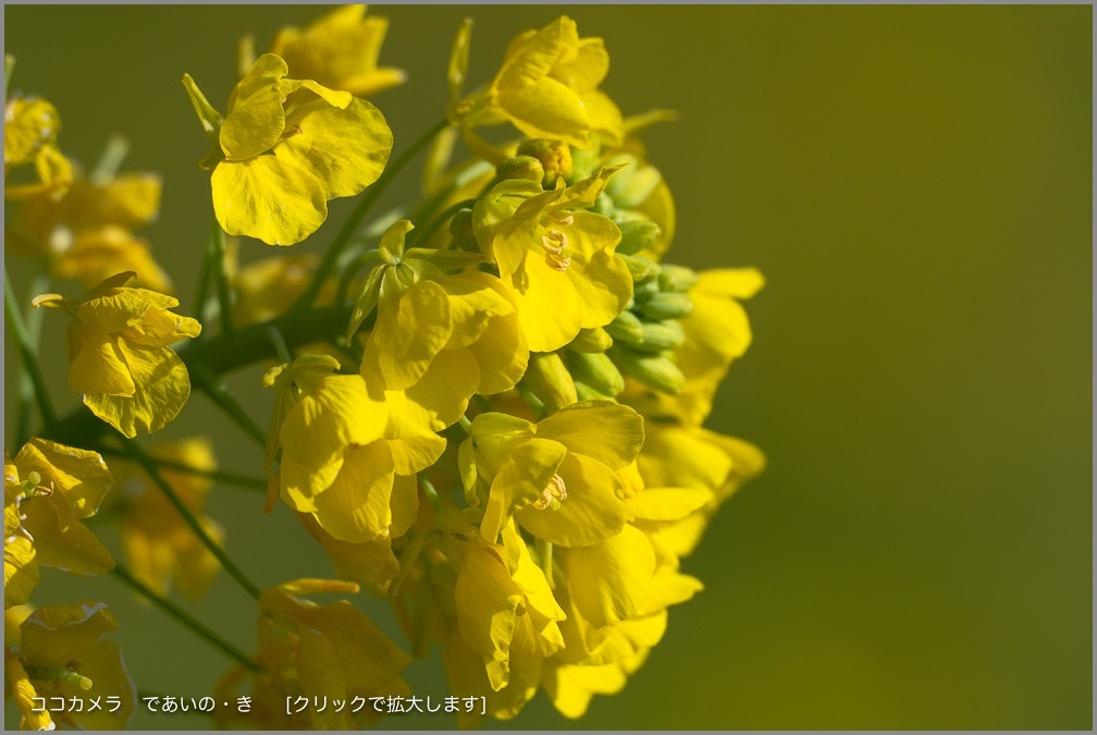 写真日記・２時間探鳥・2019.2.10_c0336400_20240793.jpg