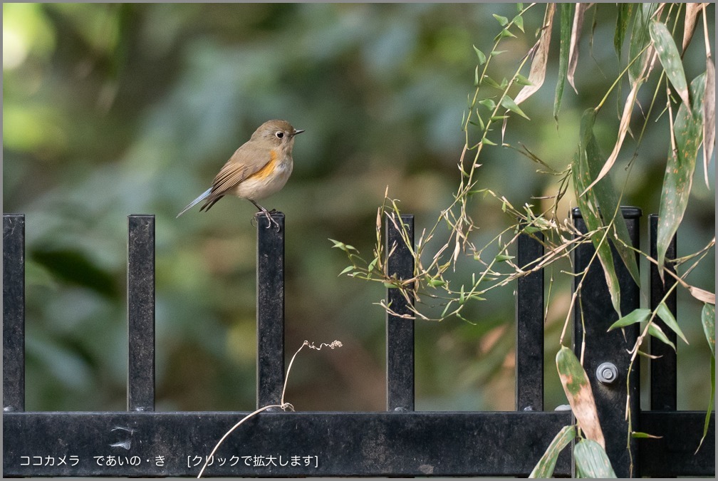 写真日記・２時間探鳥・2019.2.10_c0336400_20291226.jpg