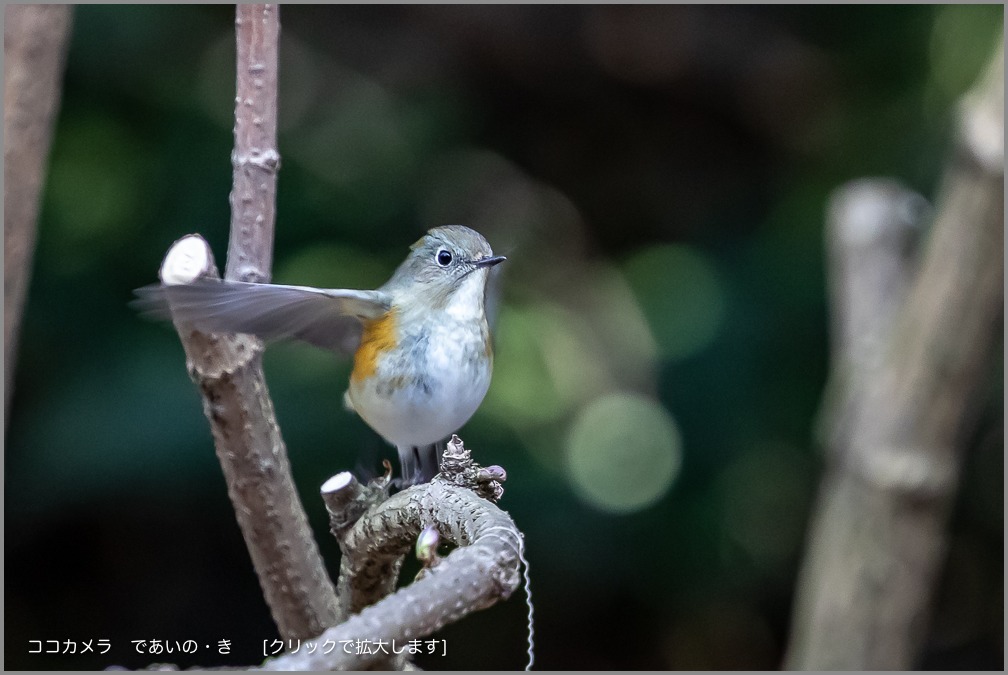 写真日記・２時間探鳥・2019.2.10_c0336400_21500432.jpg