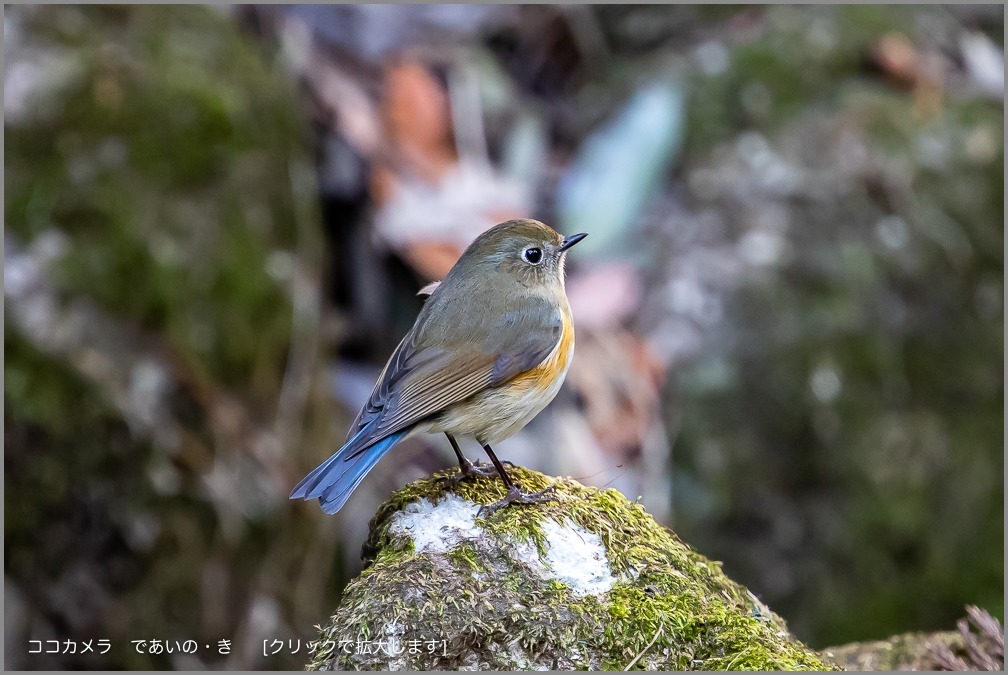 写真日記・２時間探鳥・2019.2.10_c0336400_21511108.jpg