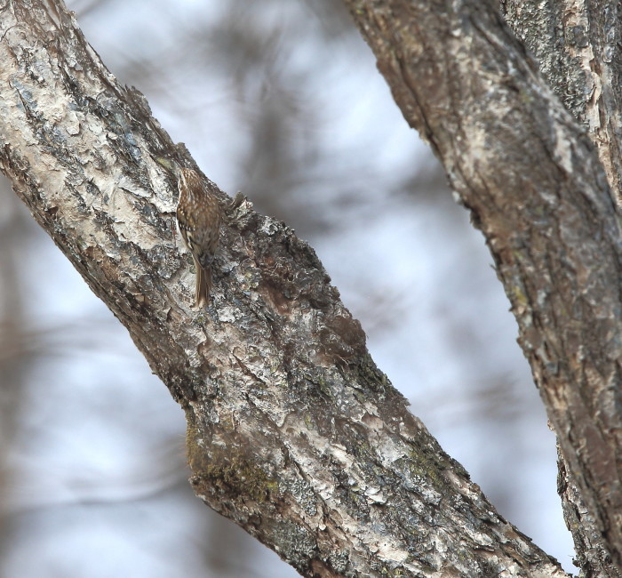 キバシリ：這いまわる小鳥２０１９_c0319902_07090527.jpg