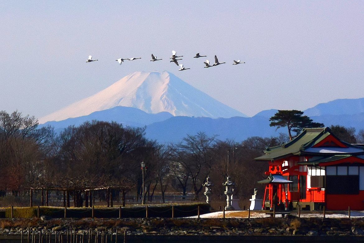 夢か幻か・・・霊峰富士を翳めて飛ぶ白鳥の群れを撮る！♪_a0031821_14003681.jpg