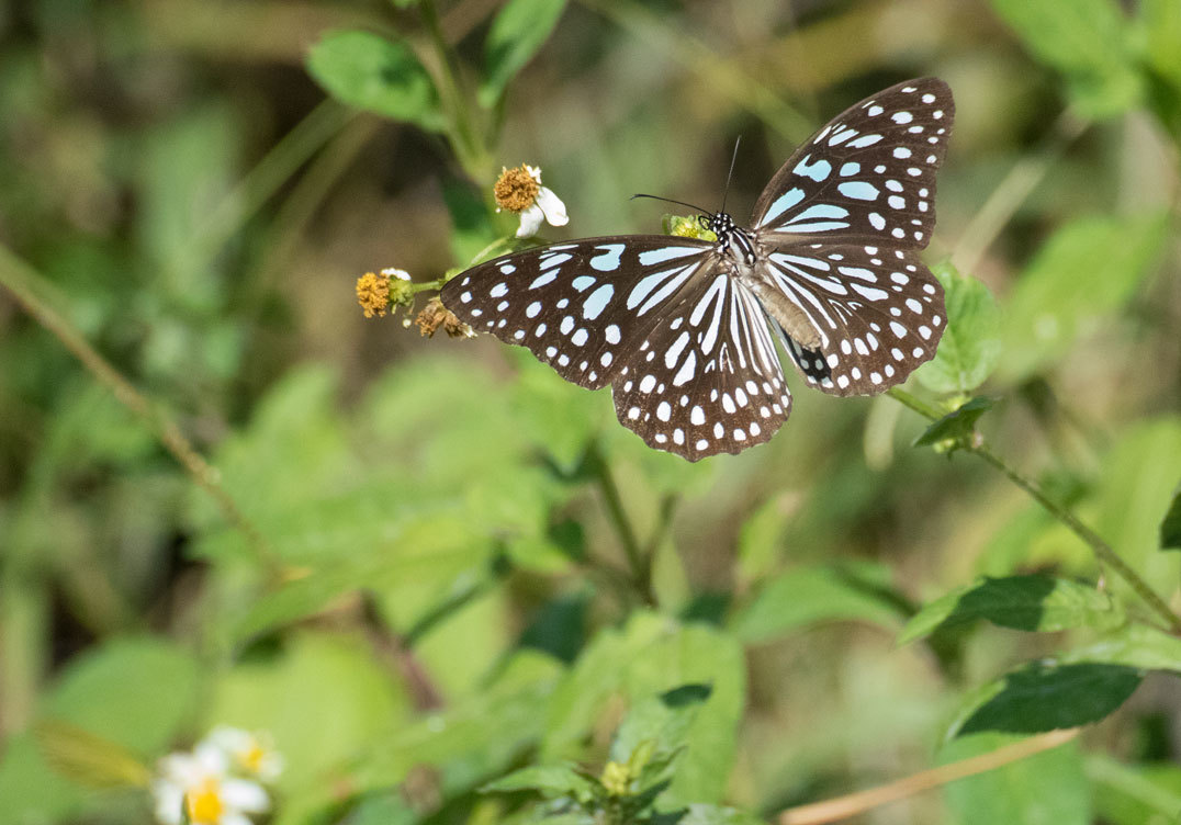 斑蝶 マダラチョウ の王国台湾 見沼田んぼ越冬蝶記録 ヒメオオの寄り道