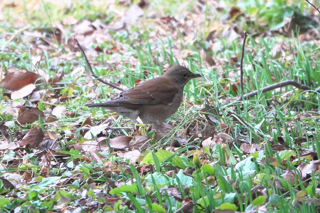 散歩で出会った鳥さんたち　－３－_b0236251_15282171.jpg