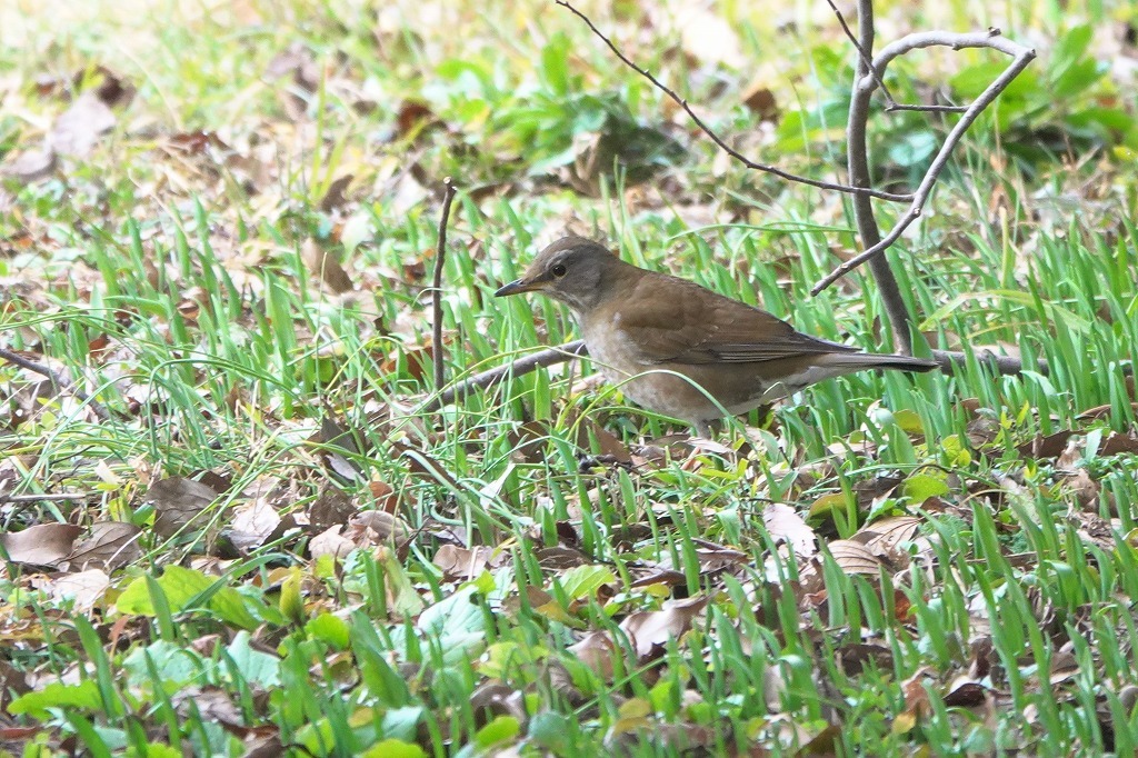 散歩で出会った鳥さんたち　－３－_b0236251_15282475.jpg