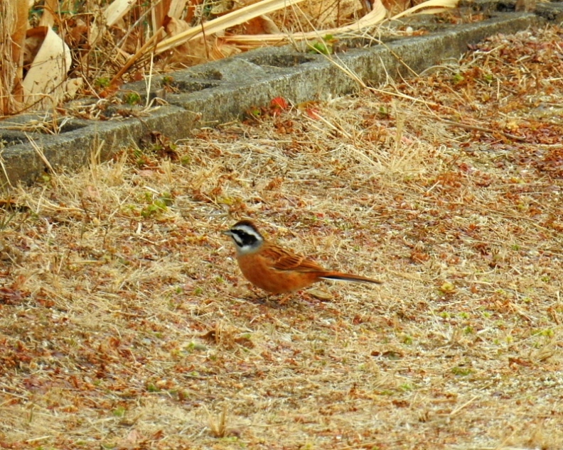 c0305565_17391015.jpg