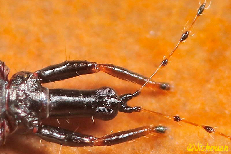 アザミウマ（その３、Bactrothrips honoris）_a0342569_16480844.jpg