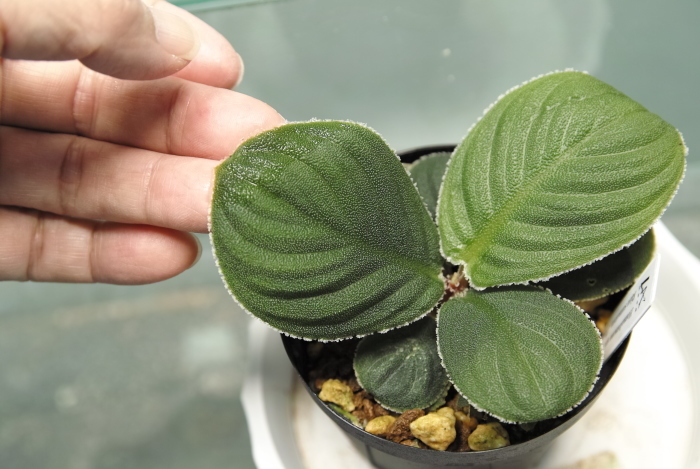 Homalomena sp. \"Riau Sumatera\"_a0194582_18280155.jpg