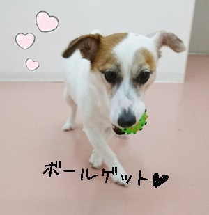 今日も元気にボール遊び_f0357682_12360818.jpg