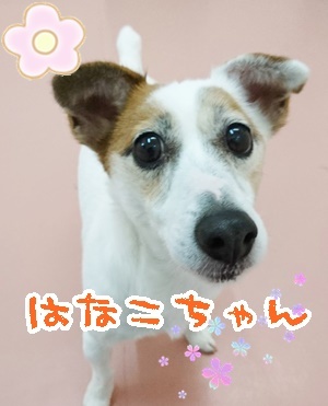 今日も元気にボール遊び_f0357682_12362608.jpg