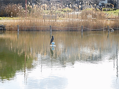 e0086885_16192664.gif