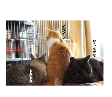 興奮気味_a0333195_16041895.png