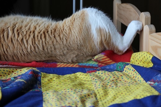 吾輩は猫のはず_a0333195_17260033.jpg
