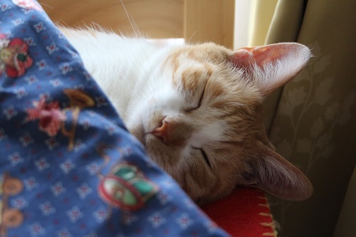 吾輩は猫のはず_a0333195_17263553.jpg