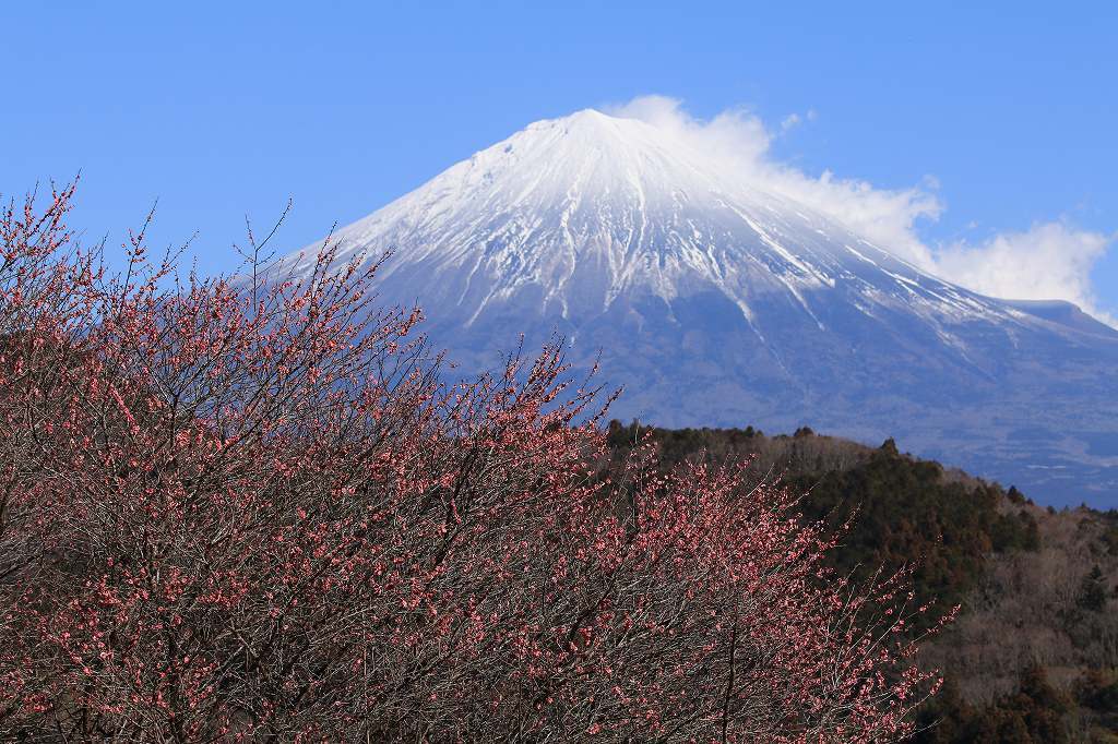 大久保天満宮の紅梅_a0188405_21441383.jpg