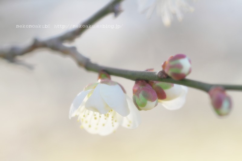 匂いおこせよ梅の花 ねこのあくび