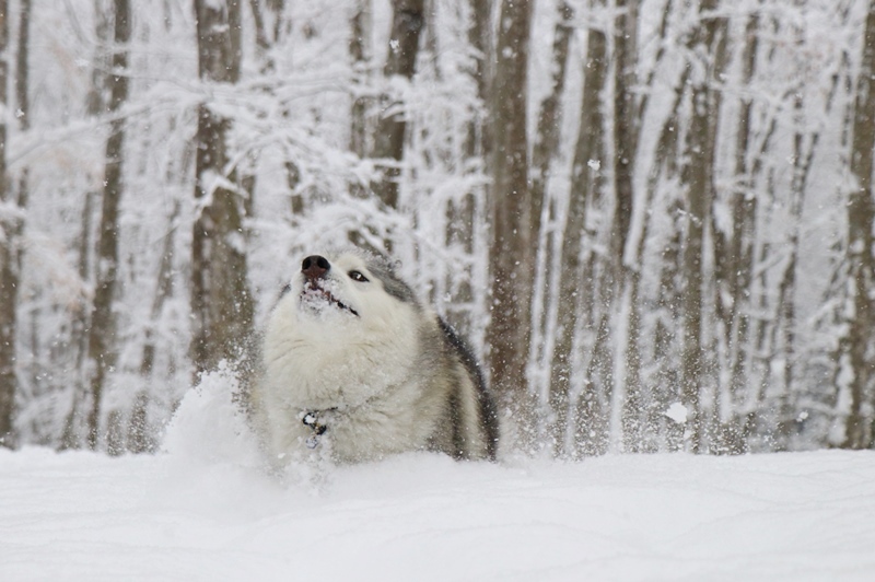 雪景色の美人林_b0207615_21122322.jpg